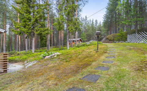 Järvelä: Vegetazione, Paesaggio Naturale, Foresta, Arbusto, Comunita 'Impianto, Paesaggio, Boschetto, Groundcover