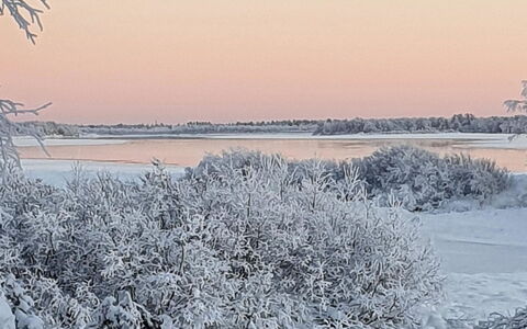Pikkupöllö: Inverno, Ramo, Neve, Paesaggio Naturale, Ramoscello, Congelamento, Brina, Ghiaccio