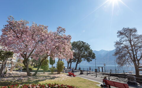 Sabrina App. 006: Fiore, Pianta, Cielo, Bianca, Natura, Albero, Street Luce, Vegetazione, Biome, Paesaggio Naturale