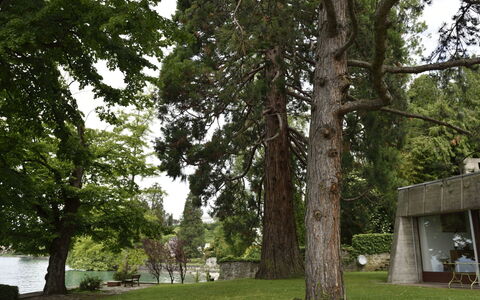 Duck House: Albero, Woody Impianto, Erba, Pianta, Casa, Architettura, Ferro, Tronco, Parco, Ramo