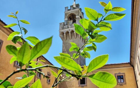 Montegufoni: Foglia, Fiore, Pianta, Albero, Ramo, Pianta Fiorita, Adattamento, Pianta Della Casa