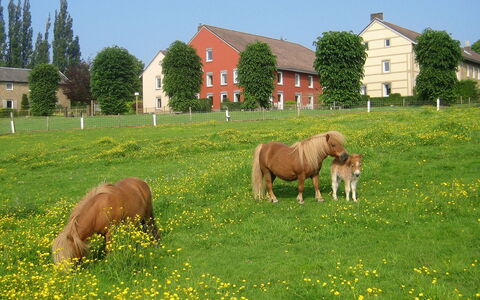 Bungalowpark Landsrade: Pianta, Cielo, Finestra, Verde, Cavallo, Albero, Paesaggio Naturale, Fiore, Lotto