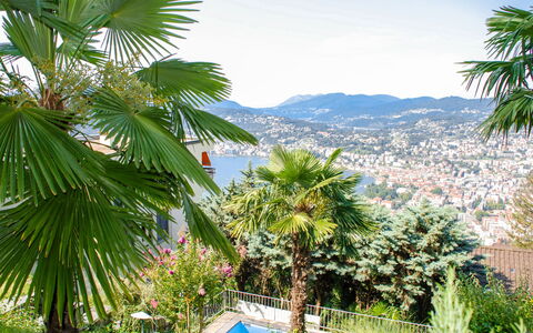 Aldesago 525: Albero, Vegetazione, Palma, Arecales, Palm Desert, Pianta, Elaeis, Woody Impianto, Tropici, Botanica