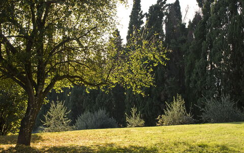Villa Dorella Di Montaperti: Albero, Paesaggio Naturale, Natura, Verde, Vegetazione, Erba, Ambiente Naturale, Cielo, Luce Del Sole, Luce