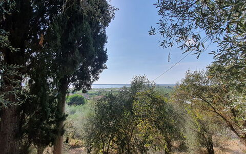 Collina Lagomare: Cielo, Comunita 'Impianto, Pianta, Paesaggio Naturale, Nube, Vegetazione, Albero, Ramoscello, Legna, Tronco