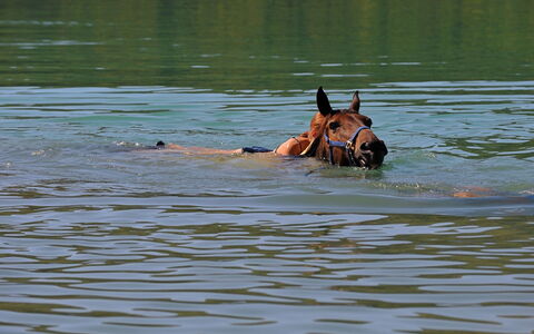 Klen 2: Acqua, Ricreazione, Cavallo, Fauna Selvatica, Fiume, Fawn, Lago