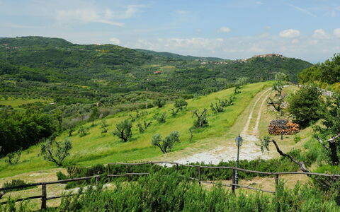 Podere dei Venti: Vegetazione, Verde, Collina, Paesaggio Naturale, Area Rurale, Riserva Naturale, Highland, Albero, Strada, Erba