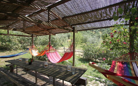 Grosseto 860: Albero, Botanica, Architettura, Casa, Casa, Tempo Libero, Pianta, Costruzione, Backyard, Giardino