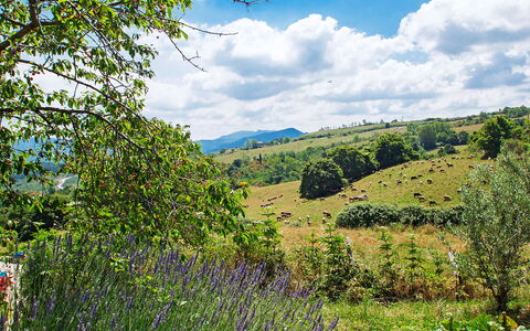 Arcidosso 800: Paesaggio Naturale, Natura, Vegetazione, Riserva Naturale, Ambiente Naturale, Natura Selvaggia, Albero, Collina, Cielo, Prato
