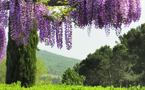 Villa Felciai: Fiore, Lavanda, Pianta, Viola, Viola, Primavera, Botanica, Albero, Lupino, Glicine
