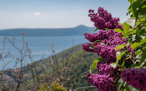 Stefi: Fiore, Pianta, Lilla, Viola, Pianta Fiorita, Primavera, Albero, Lilla, Buddleia, Lilla