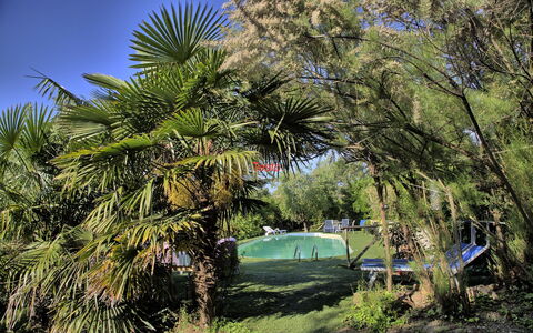 La Villa Di Ostra: Albero, Vegetazione, Pianta, Palma, Woody Impianto, Arecales, Comunita 'Impianto, Botanica, Erba, Foglia