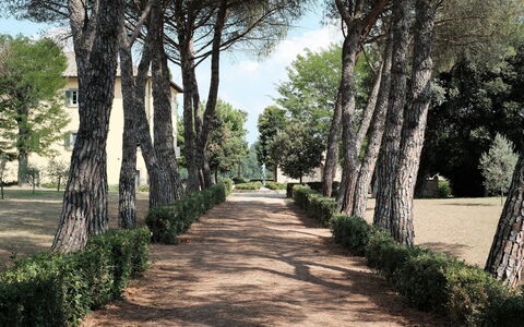 Luna Di Cortona: Albero, Paesaggio Naturale, Woody Impianto, Passerella, Botanica, Erba, Pianta, Graminacee, Strada, Parco