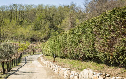 Cantiniere: Albero, Vegetazione, Paesaggio Naturale, Riserva Naturale, Arbusto, Pianta, Parete, Comunita 'Impianto, Botanica, Biome