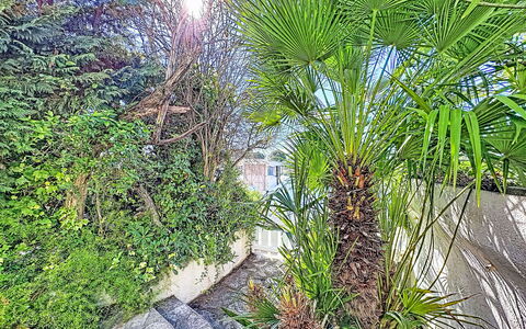 Marinas Beach: Vegetazione, Woody Impianto, Giardino, Tropici, Giardino Botanico