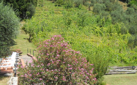 Aurora: Vegetazione, Giardino, Albero, Giardino Botanico, Botanica, Pianta, Arbusto, Comunita 'Impianto, Paesaggio, Fiore