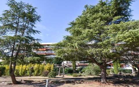 Sainte Maxime 455: Albero, White Pine, Woody Impianto, Pianta, Botanica, Pino Rosso, Pinus Contorta, Pine Famiglia, American Larice, Casa