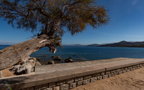 L'Ile Rousse 604: Cielo, Acqua, Legna, Albero, Pianta, Costiera E Morfologie Oceanic, Tronco, Banca, Woody Impianto, Orizzonte