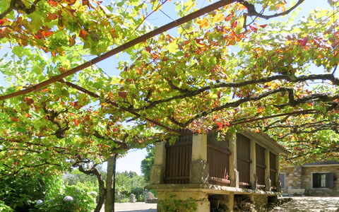 Senhor Do Socorro: Pianta, Proprietà, Cielo, Ramo, Botanica, Ramoscello, Finestra, Vegetazione, Biome, Albero