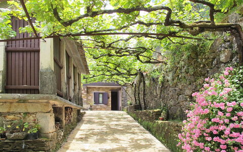 Senhor Do Socorro: Pianta, Fiore, Proprietà, Verde, Albero, Natura, Foglia, Botanica, Vegetazione, Paesaggio Naturale