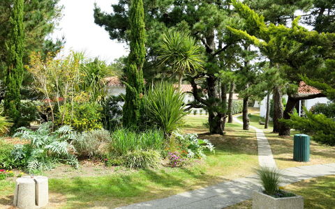 Saint Hilaire de Riez 606: Albero, Vegetazione, Cimitero, Botanica, Erba, Tomba, Giardino, Pianta, Graminacee, Woody Impianto