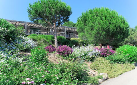 Porto Vecchio 658: Pianta, Fiore, Cielo, Comunita 'Impianto, Verde, Albero, Paesaggio Naturale, Lotto, Erba, Woody Impianto