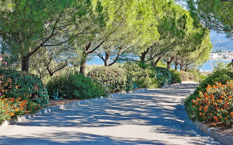 Saint-Florent 606: Albero, Natura, Vegetazione, Paesaggio Naturale, Foglia, Botanica, Woody Impianto, Primavera, Pianta, Passerella
