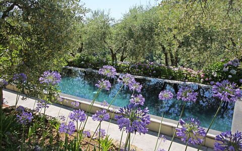 Macennere: Natura, Giardino, Lavanda, Fiore, Viola, Paesaggio Naturale, Pianta, Botanica, Primavera, Albero
