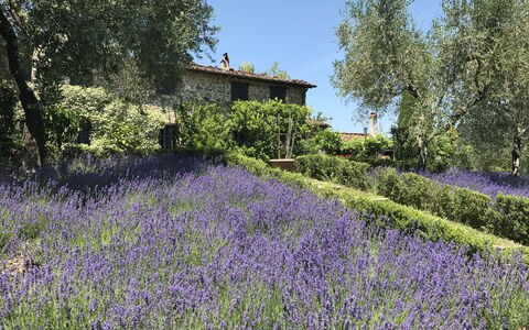 Macennere: Lavanda, English Lavanda, Fiore, Lavanda, Pianta, Vegetazione, Paesaggio Naturale, Giardino, Primavera, Botanica