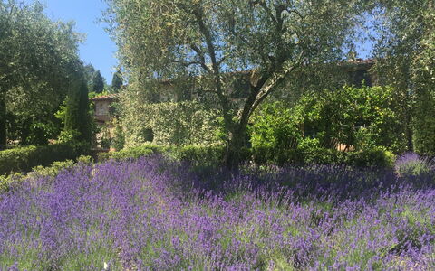 Macennere: Pianta Fiorita, Lavanda, English Lavanda, Fiore, Pianta, Lavanda, Paesaggio Naturale, Prato, Albero