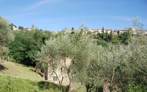 Magrini: Vegetazione, Albero, Paesaggio Naturale, Shrubland, Comunita 'Impianto, Biome, Graminacee, Pianta, Erba, Foglia