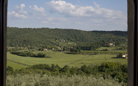 Ricavoli: Vegetazione, Finestra, Erba, Comunita 'Impianto, Cielo, Graminacee, Albero, Plain, Ecoregione, Area Rurale