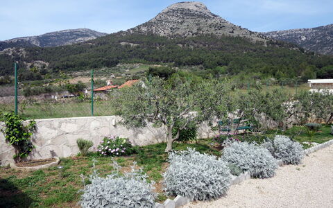 Lucije: Natura Selvaggia, Botanica, Comunita 'Impianto, Albero, Primavera, Montagna, Giardino, Chaparral, Pianta, Fiore