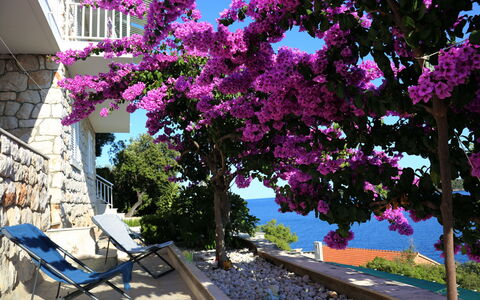Korčula Korčula 606: Bougainvillea, Fiore, Albero, Viola, Rosa, Pianta, Primavera, Lilla, Woody Impianto, Magenta