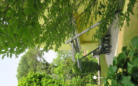Begonie: Pianta, Foglia, Finestra, Ramo, Vegetazione, Fiore, Cielo, Albero, Luce Del Sole, Erba