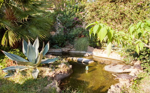 Capoliveri 674: Pianta, Comunita 'Impianto, Fiore, Impianto Terrestre, Paesaggio Naturale, Corpo D'Acqua, Acqua, Erba, Arecales, Arbusto