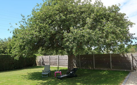 Ty Manolo: Albero, Woody Impianto, Pianta, Proprietà, Arbusto, Lotto, Erba, Casa, Canoa Birch, Aereo