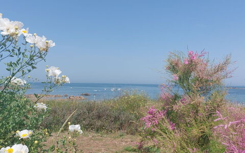 Le Sémaphore: Fiore, Arbusto, Mare, Costiera E Morfologie Oceanic, Costa, Comunita 'Impianto, Oceano, Pianta Fiorita, Spiaggia, Wildflower