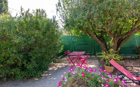 Les Amandiers: Pianta, Fiore, Comunita 'Impianto, Botanica, Petalo, Albero, Paesaggio Naturale, Vegetazione, Arbusto, Erba