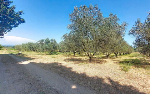 Mas du Combaud: Albero, Plain, Lotto, Suolo, Trail, Woody Impianto, Campo, Shrubland