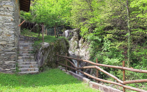 Bragna: Vegetazione, Verde, Albero, Riserva Naturale, Parete, Erba, Foglia, Pianta, Area Rurale, Foresta