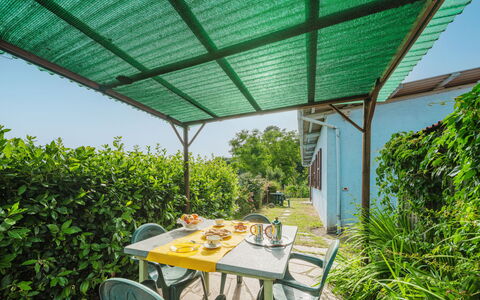 Margherita: Pianta, Mobilia, Proprietà, Comunita 'Impianto, Tavolo, Costruzione, Natura, Botanica, Shade, Mobili Da Esterno