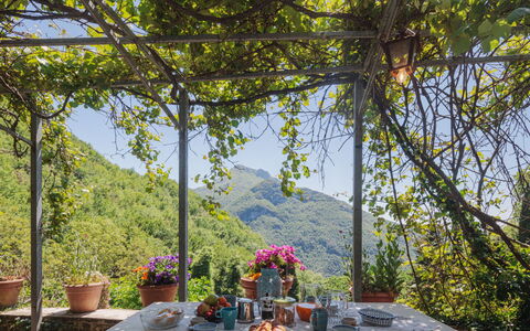 Paradiso: Tavolo, Fiore, Pianta, Proprietà, Vaso Di Fiori, Tavola, Shade, Finestra, Paesaggio Naturale, Mattina