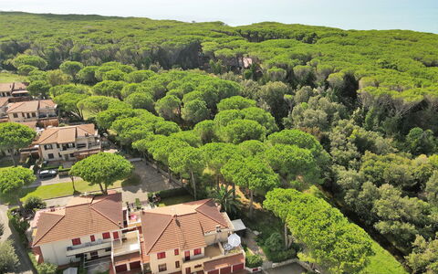 Pineforest: Proprietà, Cielo, Pianta, Costruzione, Albero, Paesaggio Naturale, Casa, Lotto, Urban Design, Paesaggio