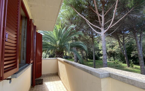 Pineforest: Costruzione, Pianta, Albero, Shade, Interior Design, Arecales, Legna, Zona Residenziale, Facciata, Immobiliare