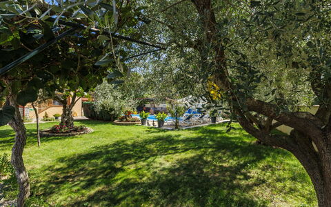 Poreč 649: Foglia, Vegetazione, Arbusto, Giardino, Primavera, Tronco, Shade, Woody Impianto, Luce Del Sole, Prato