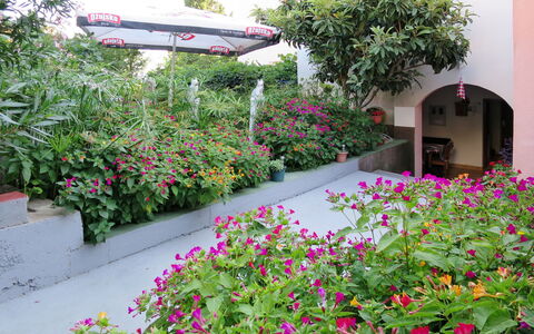 Makarska 656: Fiore, Pianta, Giardino, Pianta Fiorita, Groundcover, Botanica, Arbusto, Pianta Annuale, Landscaping, Paesaggio