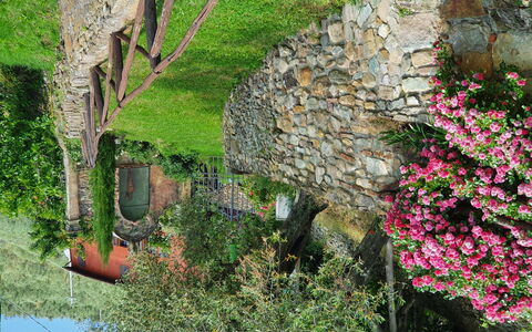 Buti 608: Vegetazione, Parete, Pianta, Fiore, Roccia, Albero, Erba, Muschio, Muro ​​Di Pietra, Primavera