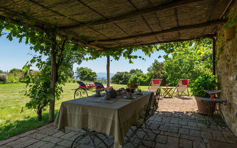 Ginestra: Pianta, Tavolo, Proprietà, Mobilia, Vaso Di Fiori, Sedia, Shade, Botanica, Mobili Da Esterno, Tavolo Esterno