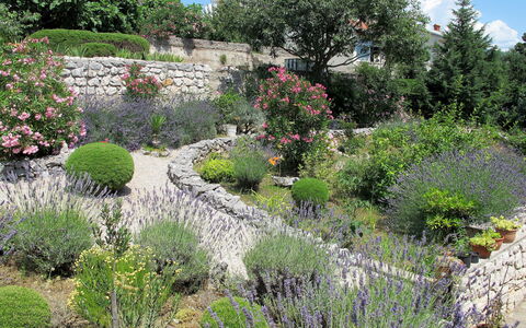 Novi Vinodolski 634: Pianta, Fiore, Comunita 'Impianto, Cielo, Albero, Paesaggio Naturale, Erba, Paesaggio, Arbusto, Groundcover